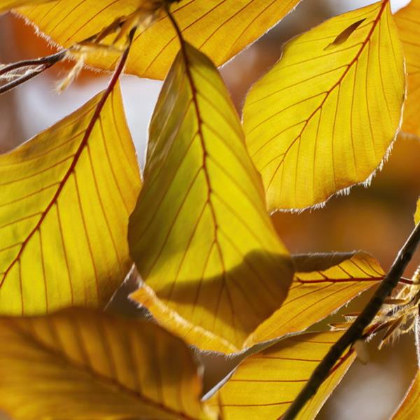 Fagus sylvatica Purpurea (3)