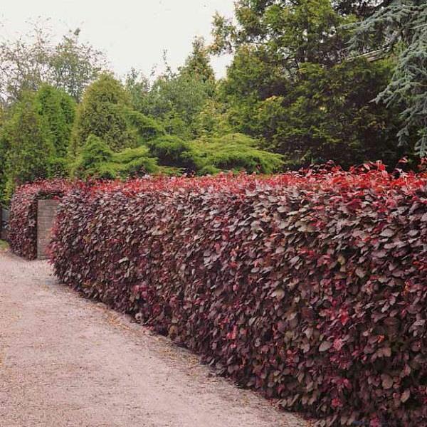 Fagus sylvatica Purpurea (1)