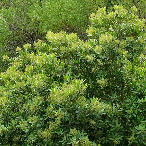 Heteromeles arbutifolia