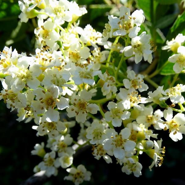 heteromeles arbutifolia (4)