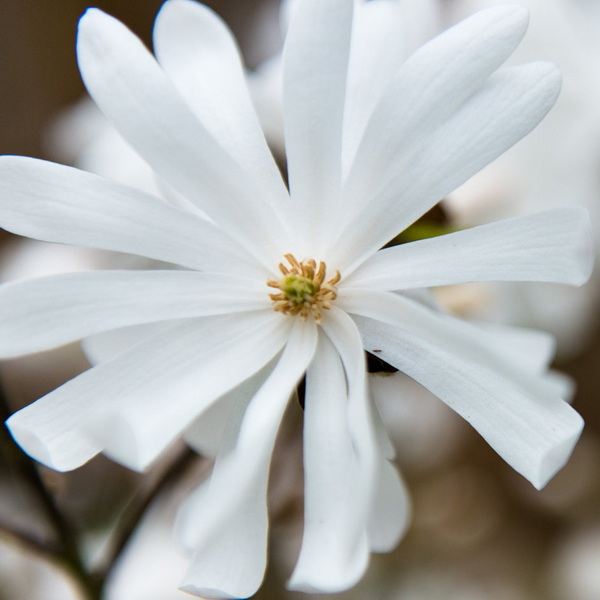 Magnolia stellata Royal Star (2)