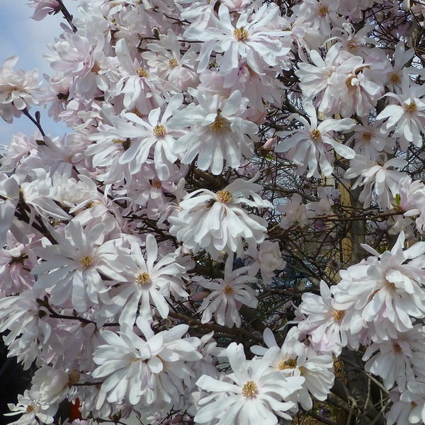 Magnolia stellata Royal Star (3)