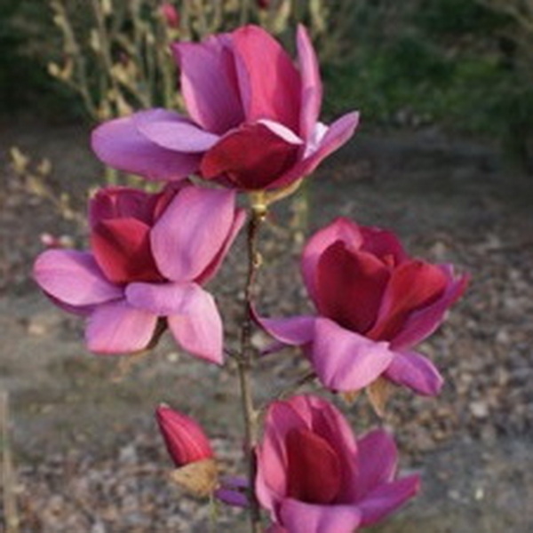 Magnolia Emperor (3)