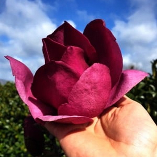 Magnolia Emperor (5)