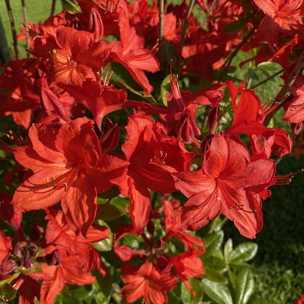 Rhododendron AC Nabucco