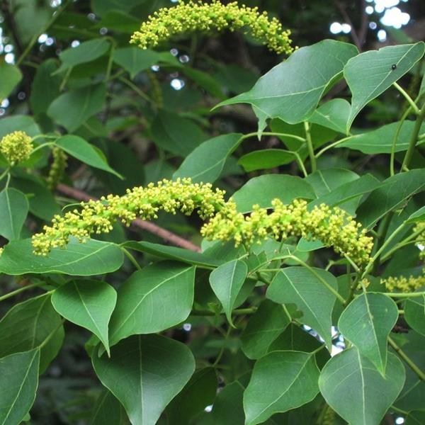 Neoshirakia sebiferum (3)