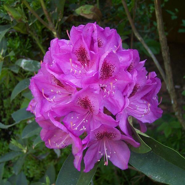 Rhododendron x Anah Kruschke (2)