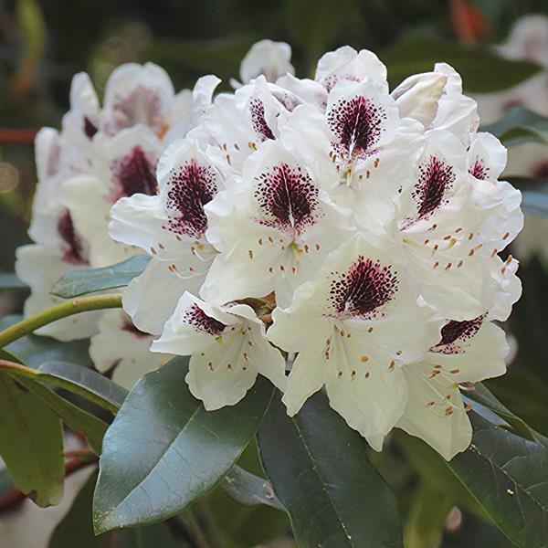Rhododendron x Sappho (2)