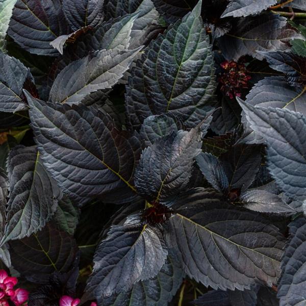 Hydrangea macrophylla Eclipse (2)
