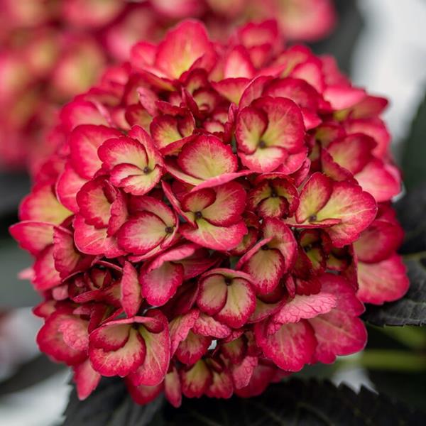 Hydrangea macrophylla Eclipse (3)