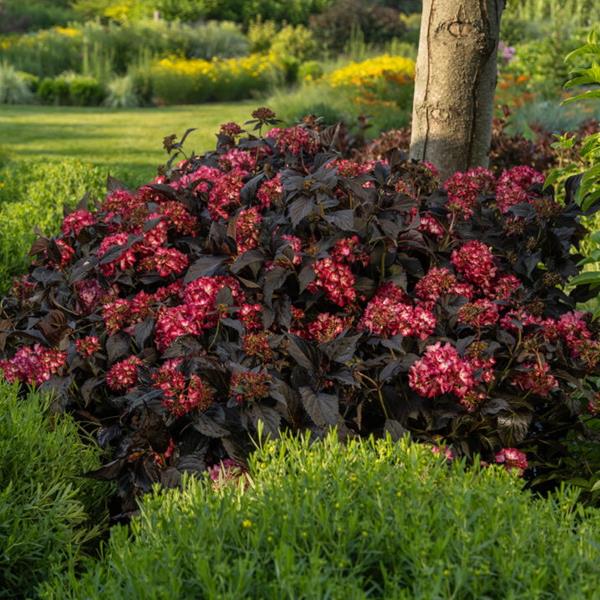 Hydrangea macrophylla Eclipse (1)