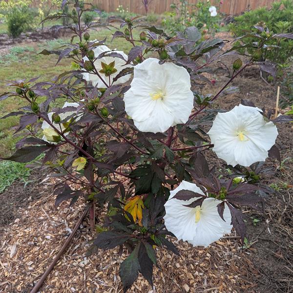 Hibiscus x moscheutos Ghost (3)