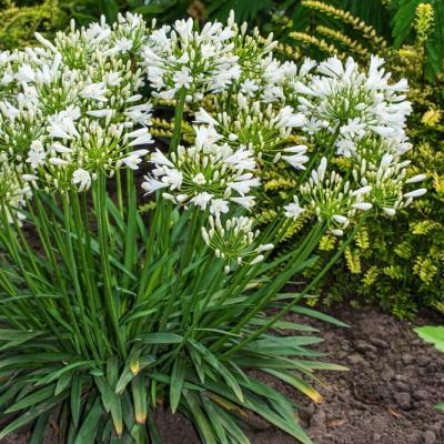Agapanthus Mi Casa (1)