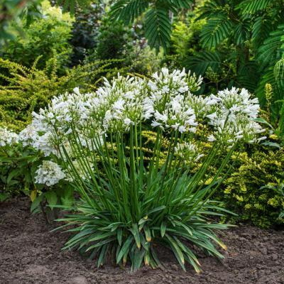 Agapanthus Mi Casa (2)