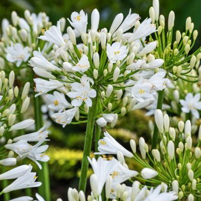 Agapanthus Mi Casa (3)