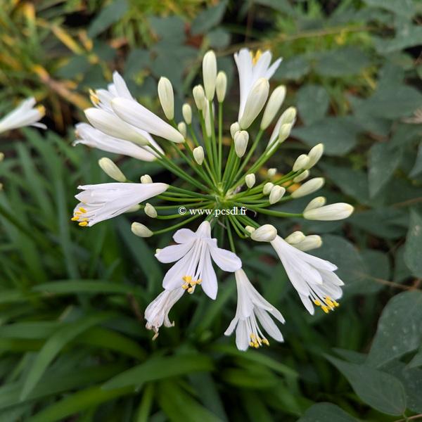 Agapanthus Mi Casa (4)