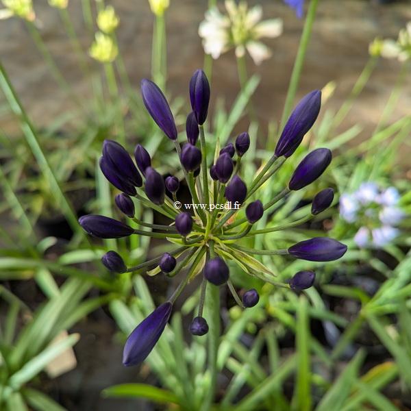 Agapanthus Midnight Sky (1)