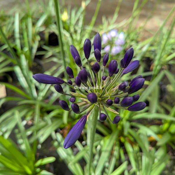 Agapanthus Midnight Sky (2)