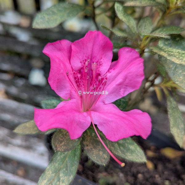 Rhododendron Encore Sangria