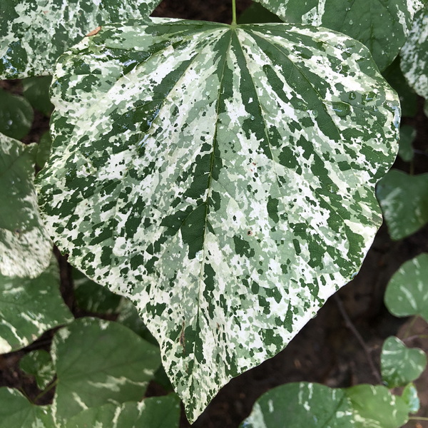 Cercis canadensis Alley Cat (2)