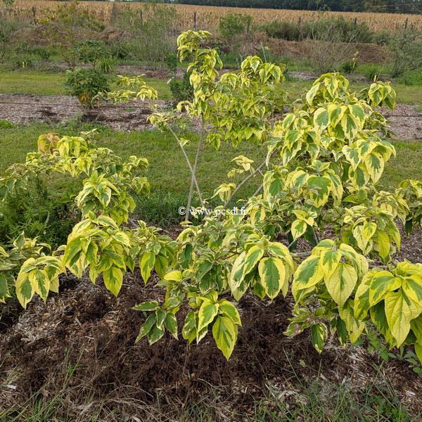 Clerodendrum trichotomum Carnival
