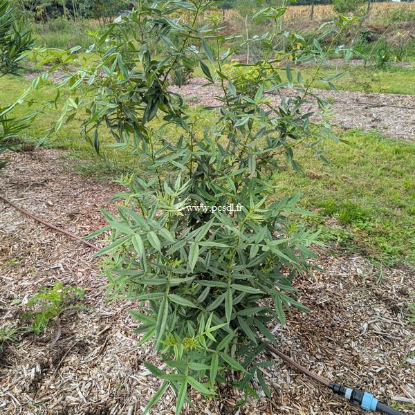 Zanthoxylum armatum (1)