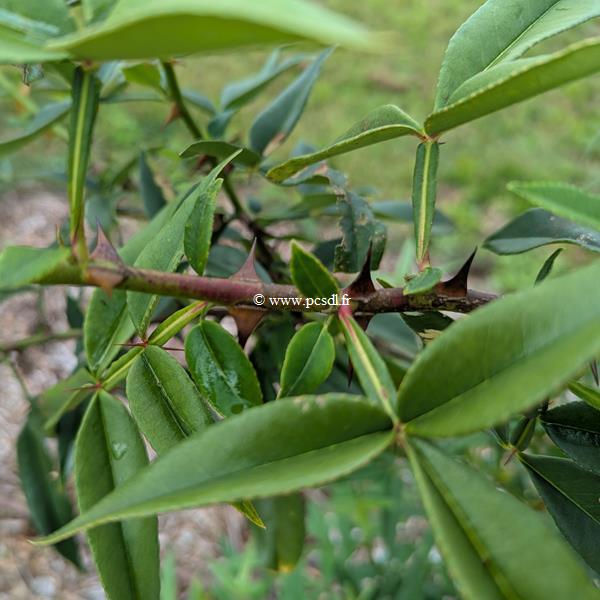 Zanthoxylum armatum (2)
