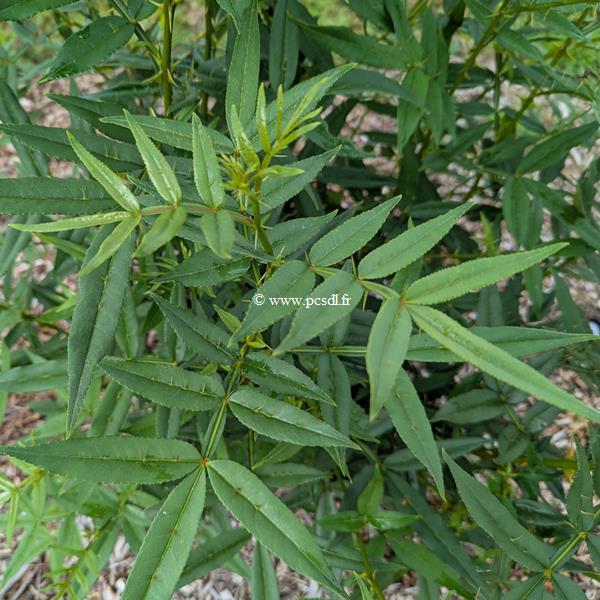 Zanthoxylum armatum (3)