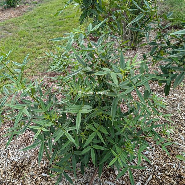Zanthoxylum armatum (4)