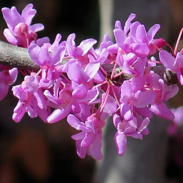 Cercis canadensis The Rising Sun (1)