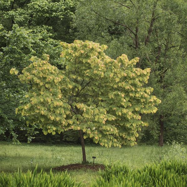 Cercis canadensis The Rising Sun (3)