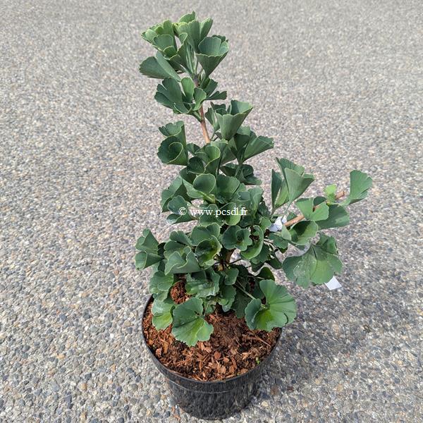 Ginkgo biloba Troll