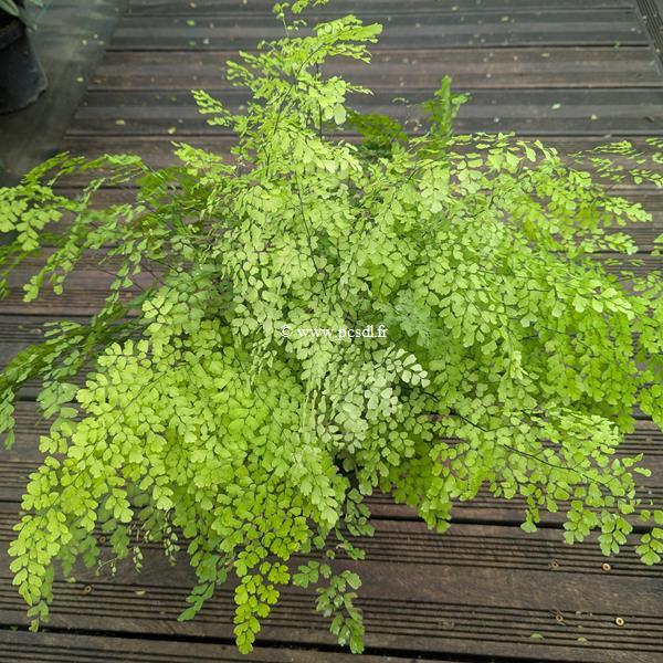 Adiantum raddianum
