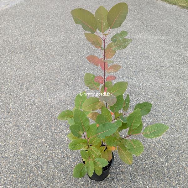 Cotinus Ruby Glow