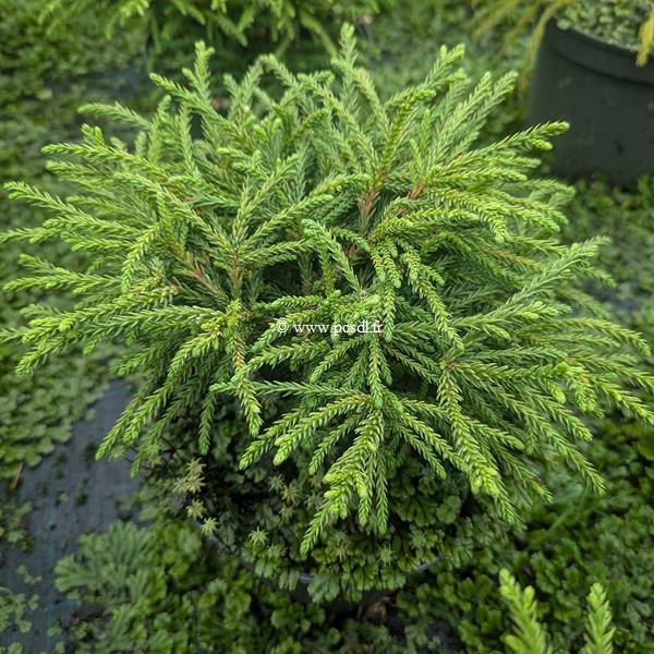Cryptomeria japonica Little Diamond