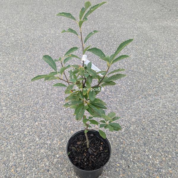 Exochorda Blushing Pearl