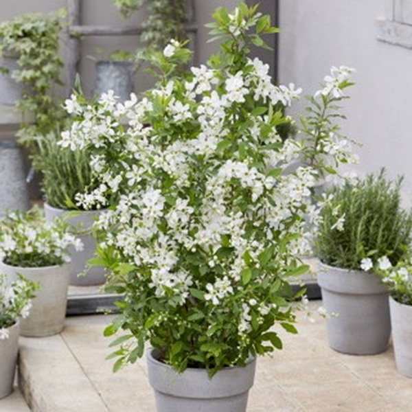 Exochorda Blushing Pearl (1)