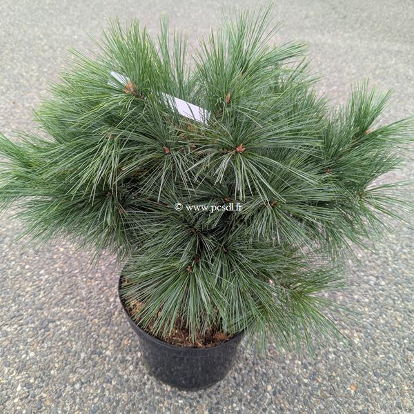 Pinus strobus Minima