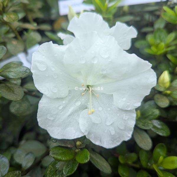 Rhododendron Encore Ivory (2)