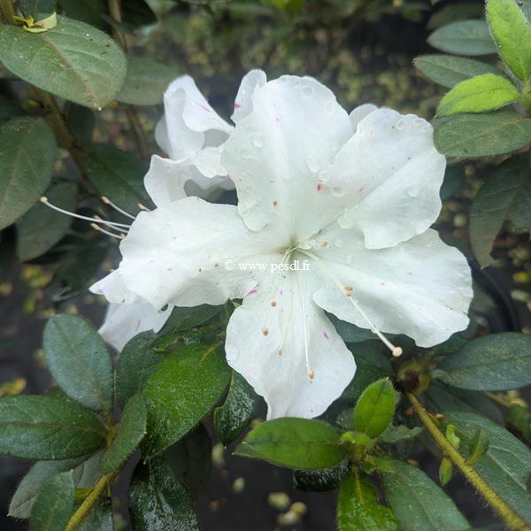 Rhododendron Encore Lily