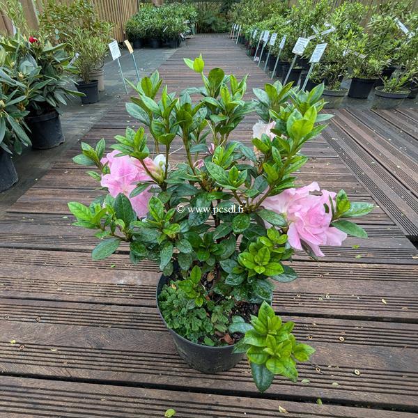 Rhododendron Encore Sweetheart (2)