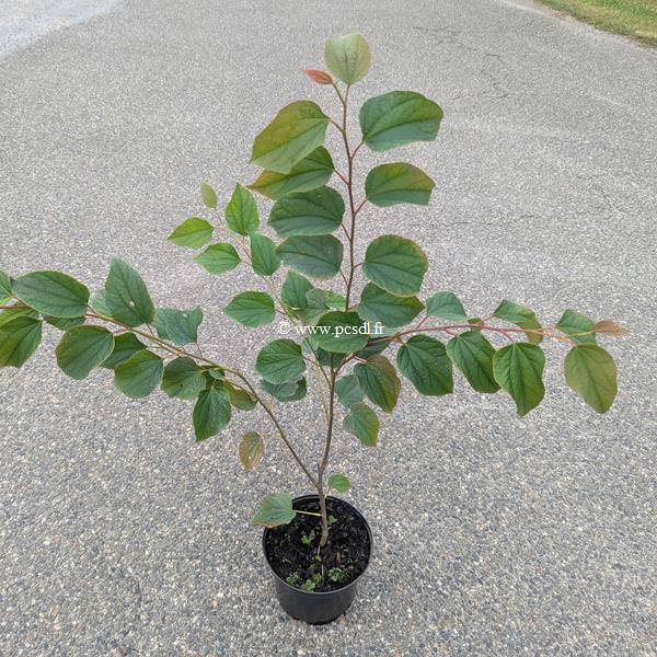 Tetracentron sinensis (1)