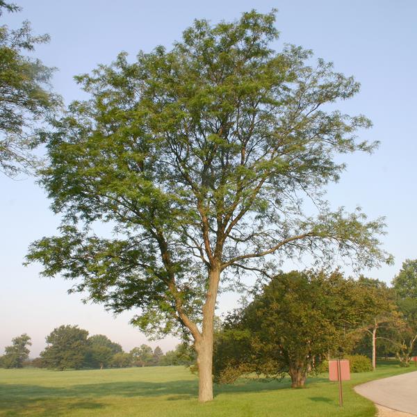 Gleditsia triacanthos Inermis (2)
