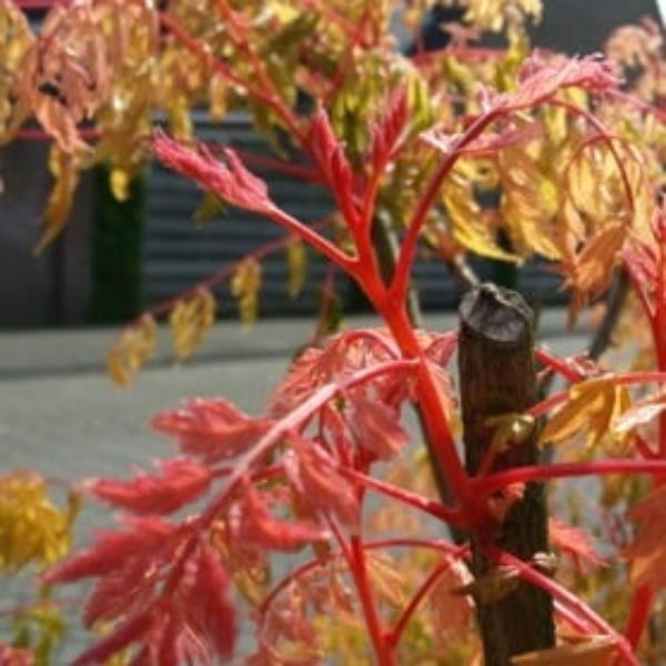 Koelreuteria paniculata Coral Sun (1)