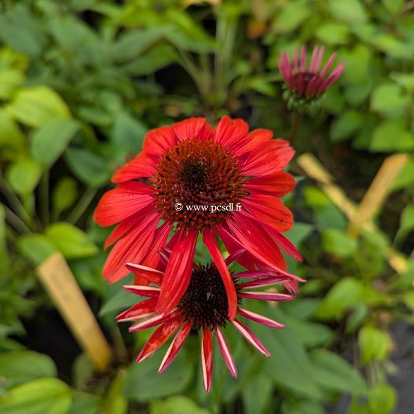 Echinacea Panama Red (2)