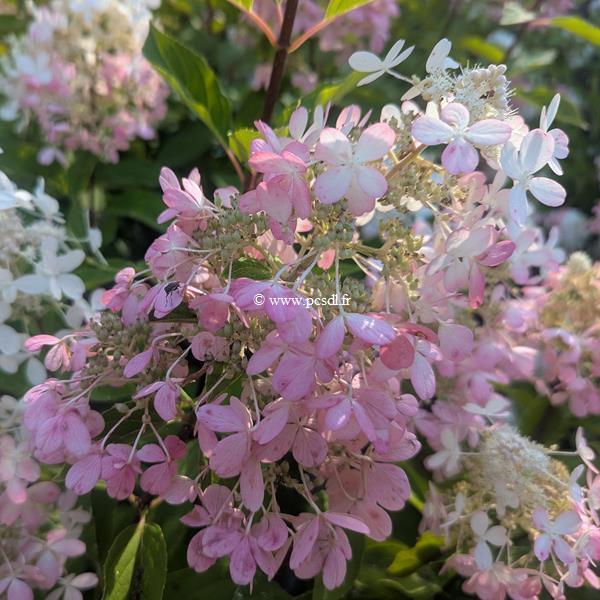 Hydrangea paniculata Panzola (4)