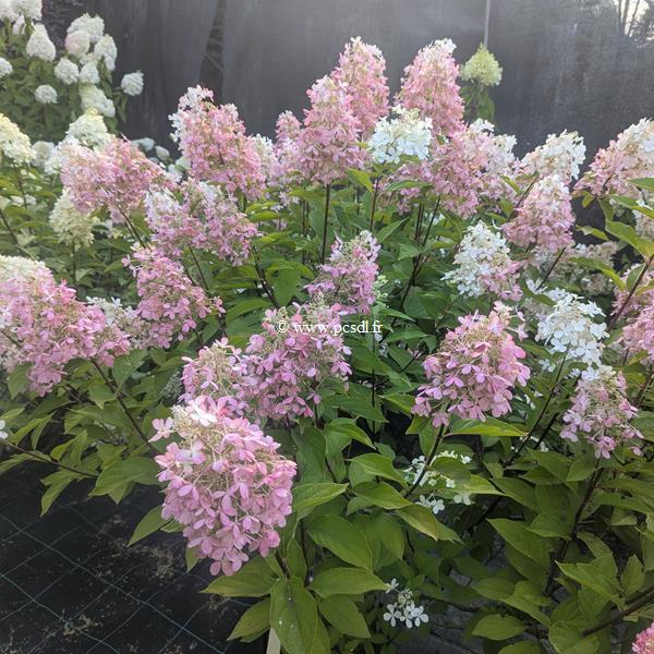 Hydrangea paniculata Panzola (1)