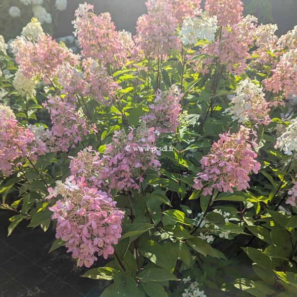 Hydrangea paniculata Panzola (2)