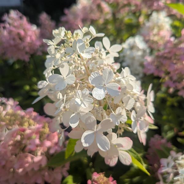 Hydrangea paniculata Panzola (3)