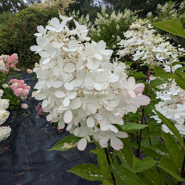 Hydrangea paniculata Panzola (7)